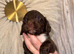 Last boy &pound;1000 girls &pound;1300 Beautiful Little of cockerspaniel puppies