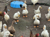 Ducks for sale.