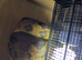 Hypo Boa Constrictor