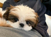 Loving Shih Tzu Looking for a Forever Home️️