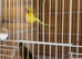 One pair fife canary&rsquo;s fit and healthy