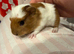 Two female baby guinea pigs