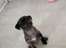 One male pug puppy left