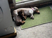 beauiful girl dachund puppy for sale