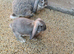 Beautiful bunnies