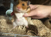 17 week old female Syrian hamster