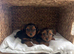 Gorgeous Yorkshire terrier puppies