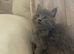 Grey Mainecoon/Ragdoll boy