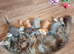 Maincoon/ragdoll