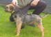 1 kc registered male Border terrier left