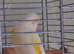 Canary female 2025