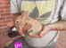 8 week old bunny for sale