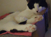 Need Rehoming as soon as possible