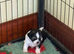 Shihpoo puppies Only Chewie left