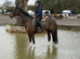 16.1hh Thoroughbred Gelding - A Truly Special boy