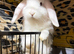 Mini Lop baby boy ready now (super friendly & tame)