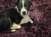 1 border collie male pup.