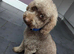 Cavapoo puppy one little boy left fully vet health checked