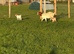 Nanny goat with twins