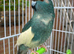 Lovely female kakariki