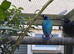 purple glossy starlings