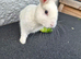 5month male bunny
