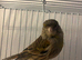 Canary Hen 2024