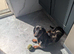 Miniature dachshund boy KC registered