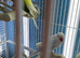Indian Ringneck parrot