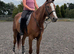 Beautiful eye catching gelding