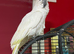 Umbrella cockatoo Glasgow