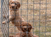 Cockapoos from a health tested line READY NOW