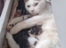 Beautiful cats