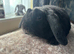 Mini Plush Lop