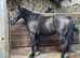16.1 Registered Irish Draught Gelding