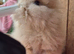 Pure bred double maned lionhead buck