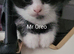 Rare tuxedo kittens in need of home