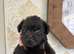 Patterjack girl!!