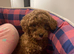 Toy poodle