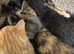 Ginger and white female kitten