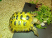 18 year old tortoise