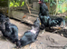 Black aruacanas for sale