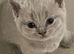 Gccf lilac British shorthair active