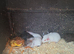 Male guinea pigs