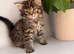 Kittens for Sale &ndash; Looking for Loving Homes!