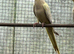 Adult cockatiel available