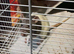 2 young female rats and cage