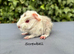 Gorgeous baby guinea pigs