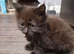 2x kittens