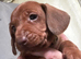 Stunning KC registered Standard Dachshund litter